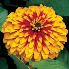 Цинія витончена Swizzle™ Scarlet & Yellow, 5 шт, Syngenta