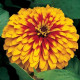 Цинія витончена Swizzle™ Scarlet & Yellow, 5 шт, Syngenta