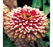 Серії "Zydeco", "Magellan™", "Swizzle™" (Syngenta)