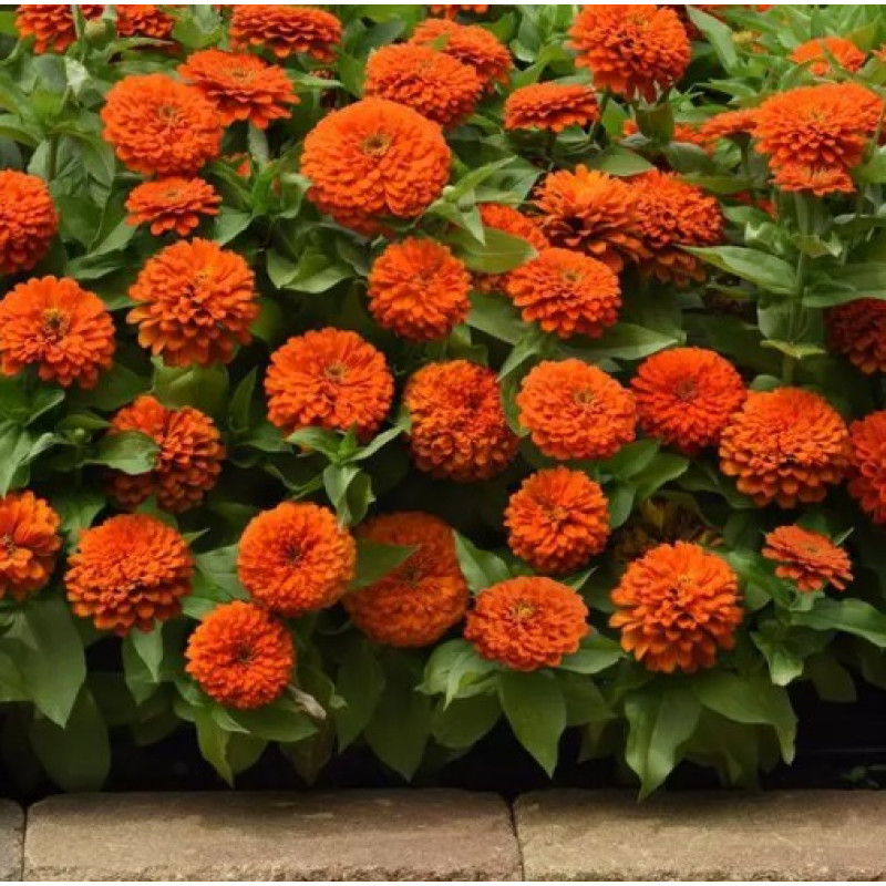 Цинія Zesty F1 (h 45 -60cm, Ø 8-13 см) Orange, 5 шт, PanAmerican