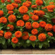 Цинія Zesty F1 (h 45 -60cm, Ø 8-13 см) Orange, 5 шт, PanAmerican