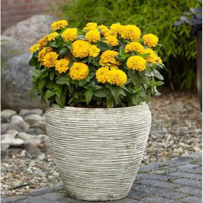 Цинія Zesty F1 (h 45 -60cm, Ø 8-13 см) Yellow, 5 шт, PanAmerican