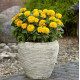 Цинія Zesty F1 (h 45 -60cm, Ø 8-13 см) Yellow, 5 шт, PanAmerican