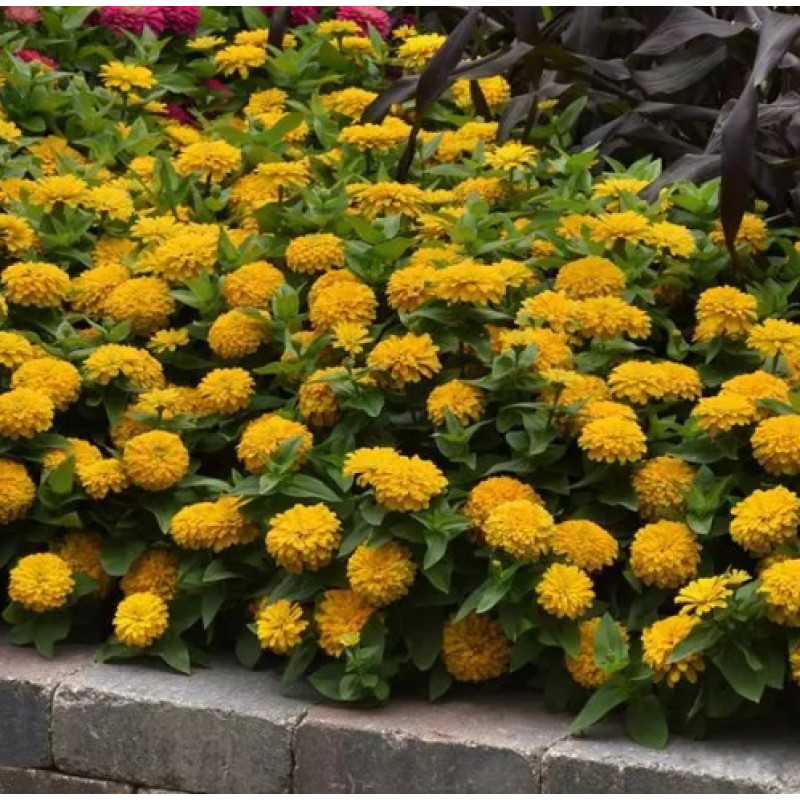 Цинія Zesty F1 (h 45 -60cm, Ø 8-13 см) Yellow, 5 шт, PanAmerican