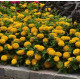 Цинія Zesty F1 (h 45 -60cm, Ø 8-13 см) Yellow, 5 шт, PanAmerican