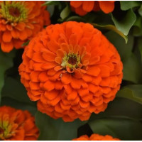 Цинія Zesty F1 (h 45 -60cm, Ø 8-13 см) Orange, 5 шт, PanAmerican
