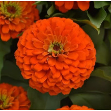 Цинія Zesty F1 (h 45 -60cm, Ø 8-13 см) Orange, 5 шт, PanAmerican