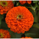 Цинія Zesty F1 (h 45 -60cm, Ø 8-13 см) Orange, 5 шт, PanAmerican