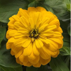 Цинія Zesty F1 (h 45 -60cm, Ø 8-13 см) Yellow, 5 шт, PanAmerican