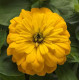 Цинія Zesty F1 (h 45 -60cm, Ø 8-13 см) Yellow, 5 шт, PanAmerican