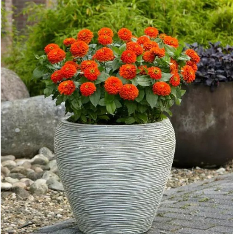 Цинія Zesty F1 (h 45 -60cm, Ø 8-13 см) Orange, 5 шт, PanAmerican
