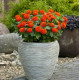 Цинія Zesty F1 (h 45 -60cm, Ø 8-13 см) Orange, 5 шт, PanAmerican