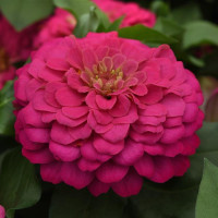 Цинія Zesty  F1 (h 45 -60cm, Ø 8-13 см) Pink, 5 шт, PanAmerican