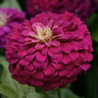 Цинія Zesty  F1 (h 45 -60cm, Ø 8-13 см) Purple, 5 шт, PanAmerican
