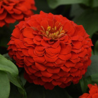Цинія Zesty  F1 (h 45 -60cm, Ø 8-13 см) Scarlet, 5 шт, PanAmerican