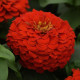 Цинія Zesty  F1 (h 45 -60cm, Ø 8-13 см) Scarlet, 25 шт, PanAmerican