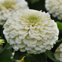 Цинія Zesty  F1 (h 45 -60cm, Ø 8-13 см) White, 5 шт, PanAmerican
