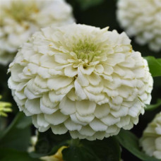 Цинія Zesty  F1 (h 45 -60cm, Ø 8-13 см) White, 5 шт, PanAmerican