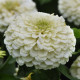 Цинія Zesty  F1 (h 45 -60cm, Ø 8-13 см) White, 5 шт, PanAmerican