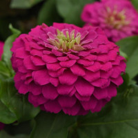 Цинія Zesty F1 (h 45 -60cm, Ø 8-13 см) Fuchsia, 5 шт, PanAmerican