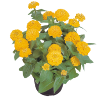 Цинія витончена Zinnita®: Yellow 10 шт, Benary