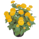 Цинія витончена Zinnita®: Yellow 500 шт, Benary