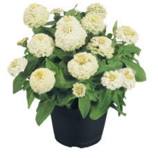 Цинія витончена Zinnita®: White 10 шт, Benary