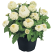 Цинія витончена Zinnita®: White 100 шт, Benary