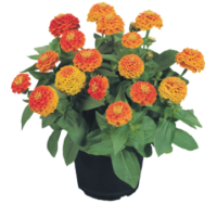Цинія витончена Zinnita®: Orange 10 шт, Benary
