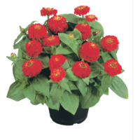 Цинія витончена Zinnita®: Scarlet 10 шт, Benary