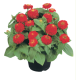 Цинія витончена Zinnita®: Scarlet 100 шт, Benary
