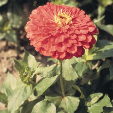 Цинія Benary's Giant™: Coral, 25 шт, Benary