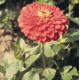 Цинія Benary's Giant™: Coral, 100 шт, Benary