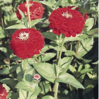 Цинія Benary's Giant™: Deep Red, 25 шт, Benary