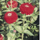 Цинія Benary's Giant™: Deep Red, 25 шт, Benary