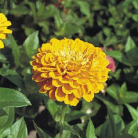 Цинния Benary's Giant™: Golden Yellow
