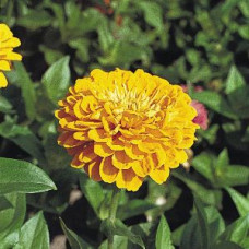 Цинния Benary's Giant™: Golden Yellow