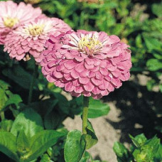 Цинія Benary's Giant™: Lilac, 25 шт, Benary