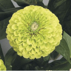 Цинія Benary's Giant™: Lime, 25 шт, Benary