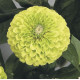 Цинія Benary's Giant™: Lime, 100 шт, Benary