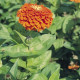 Цинія Benary's Giant™: Orange, 500 шт, Benary