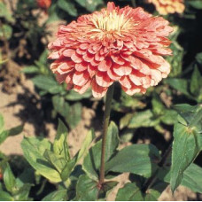 Цинія Benary's Giant™: Salmon Rose, 25 шт, Benary