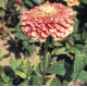 Цинія Benary's Giant™: Salmon Rose, 25 шт, Benary