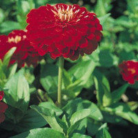 Цинія Benary's Giant™: Scarlet, 500 шт, Benary