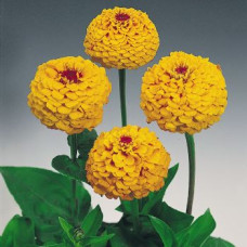 Цинія Oklahoma: Golden Yellow, 25 шт, Benary