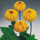 Цинія Oklahoma: Golden Yellow, 100 шт, Benary