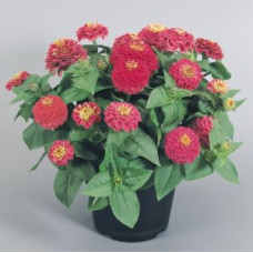 Цинія витончена Zinnita®: Rose 10 шт, Benary