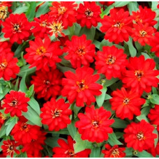 Цинія Profusion Double: Red, 10 шт, PanAmerican