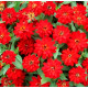 Цинія Profusion Double: Red, 50 шт, PanAmerican