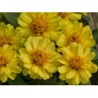 Цинія Profusion Double: Yellow, 10 шт, PanAmerican